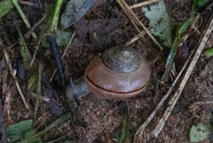 Kerkophorus vittarubra