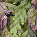 Hymenophyllum rarum - Photo (c) jeremy_rolfe, algunos derechos reservados (CC BY), uploaded by jeremy_rolfe