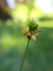 Closterotomus biclavatus