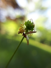 Closterotomus biclavatus