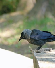 Corvus monedula