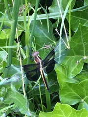 Libellula luctuosa