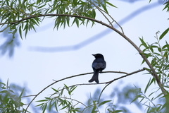 Dicrurus macrocercus