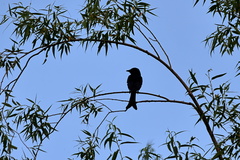 Dicrurus macrocercus