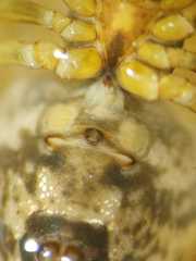 Parasteatoda merapiensis