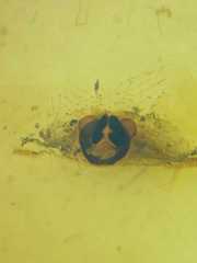 Parasteatoda merapiensis