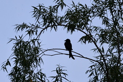 Dicrurus macrocercus