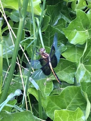 Libellula luctuosa