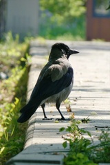 Corvus cornix