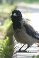 Corvus cornix