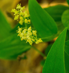 Maianthemum