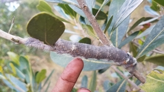 Borocera madagascariensis