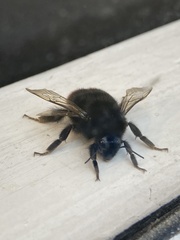 Bombus lapidarius