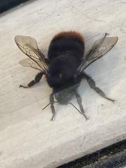Bombus lapidarius