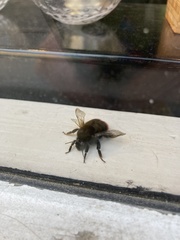 Bombus lapidarius