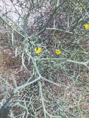 Launaea arborescens
