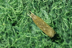 Helcystogramma triannulella