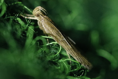 Helcystogramma arulensis