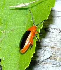Disonycha discoidea
