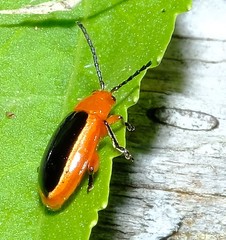 Disonycha discoidea
