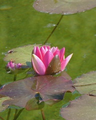 Nymphaea