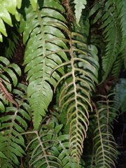 Cranfillia deltoides