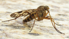 Rhagio atlanticus