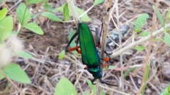 Plinthocoelium suaveolens