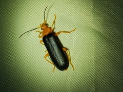 Neopyrochroa flabellata