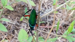 Plinthocoelium suaveolens