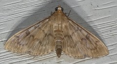 Psara