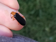 Neopyrochroa flabellata