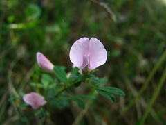 Chamaecytisus purpureus