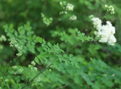 Thalictrum aquilegiifolium