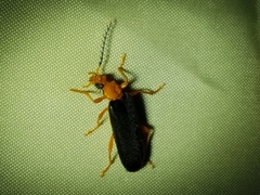 Neopyrochroa flabellata