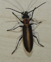 Oxycopis
