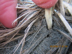 Cryptachaea veruculata