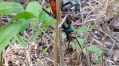 Plinthocoelium suaveolens