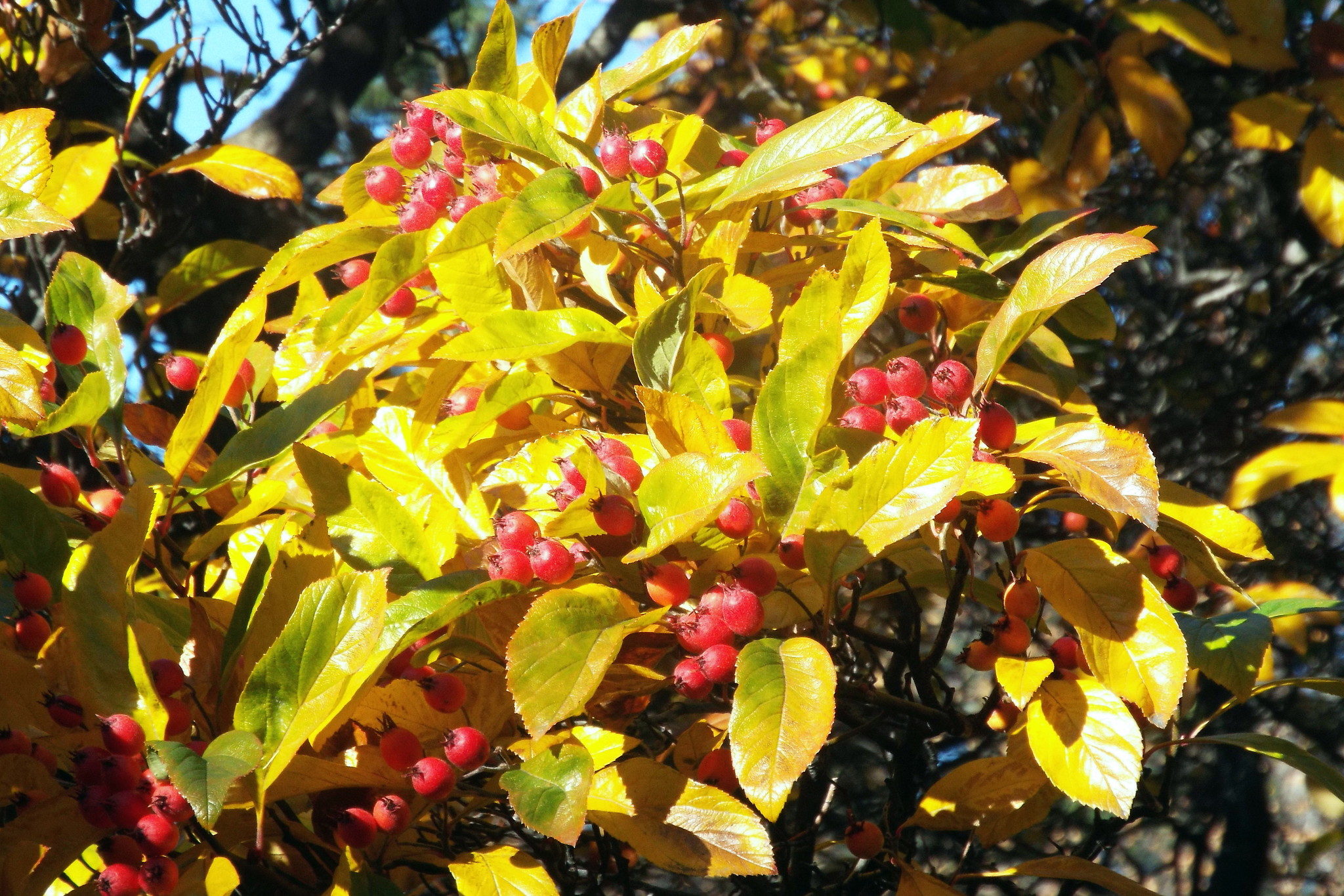 Crataegus persimilis
