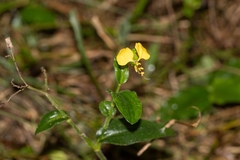 Commelina africana