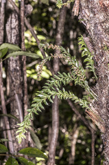 Tmesipteris tannensis