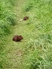 Cavia