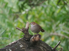 Dasyornis broadbenti