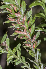 Tmesipteris tannensis