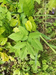 Aegopodium podagraria