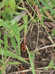 Pyrrhocoris apterus
