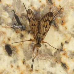 Rhagio atlanticus