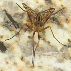 Rhagio atlanticus