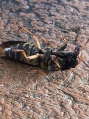 Platydracus maculosus