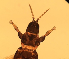 Limothrips angulicornis
